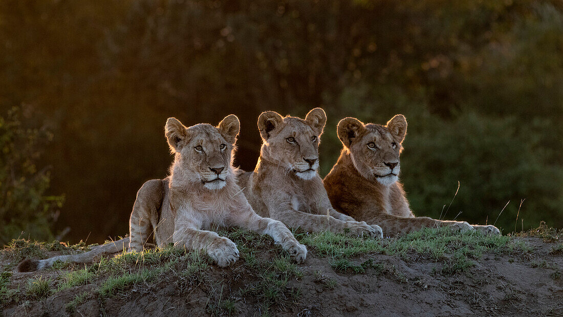 Afrika, Kenia, Masai Mara National Reserve. Drei ruhende Löwen