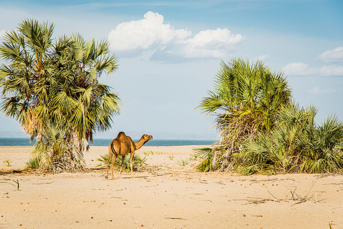 Ostafrika, Kenia. No Water No Life 2018 Expedition, Lake Turkana Basin, Lobolo Camp, Strandszene mit Kamelen.