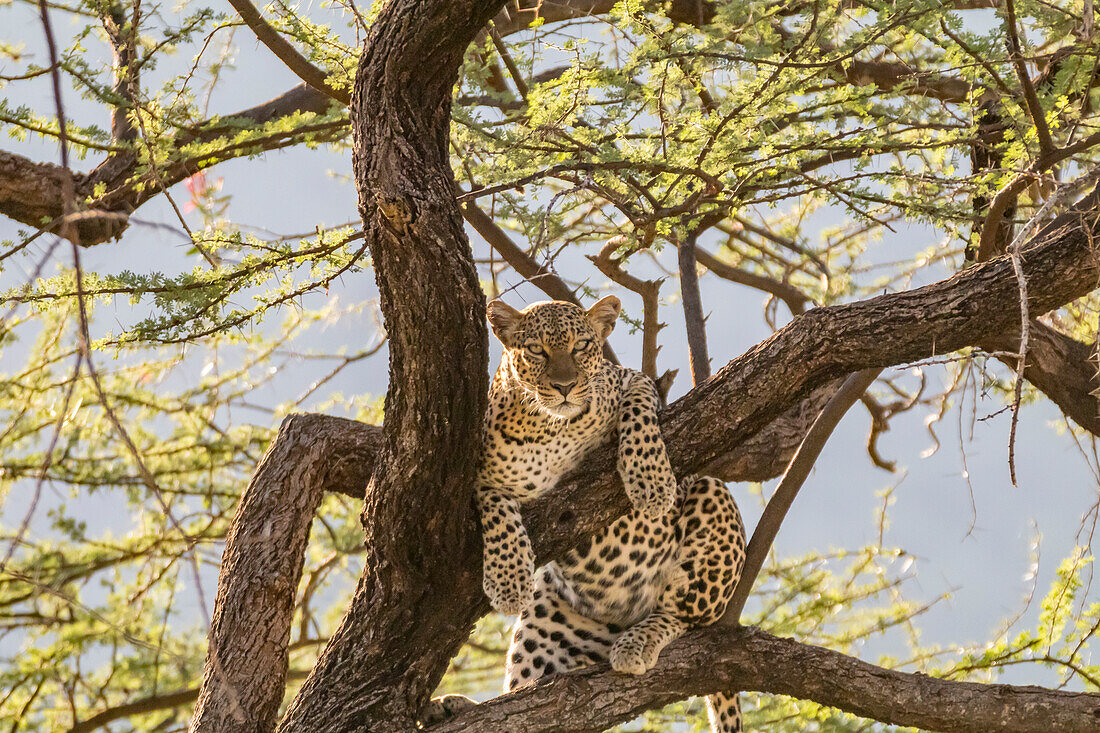 Africa, Kenya, Samburu National Reserve. African Leopard (Panthera pardus pardus) in tree.