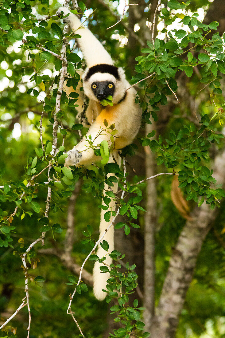 Madagaskar, Berenty, Berenty-Reservat. Verreaux-Sifaka, der Blätter in einem Baum frisst.