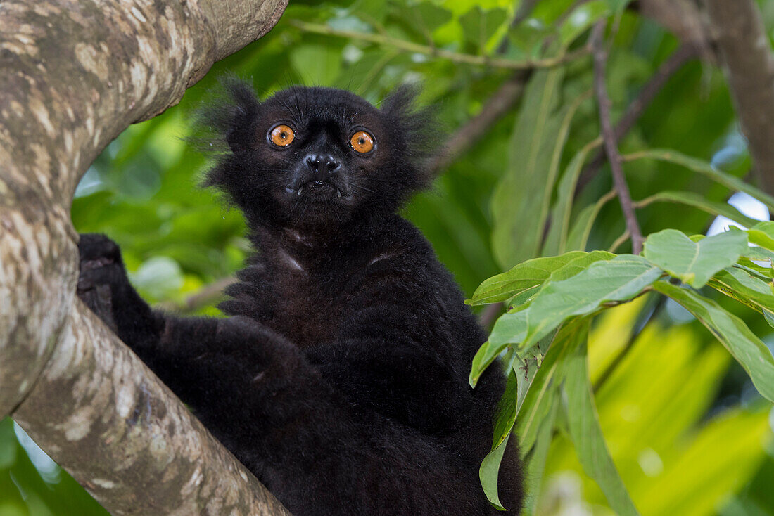 Madagaskar, Nosy Be (Big Island) vor der Nordwestküste des Festlandes von Madagaskar. Wilder schwarzer Maki, männlich (Eulemur macaco).
