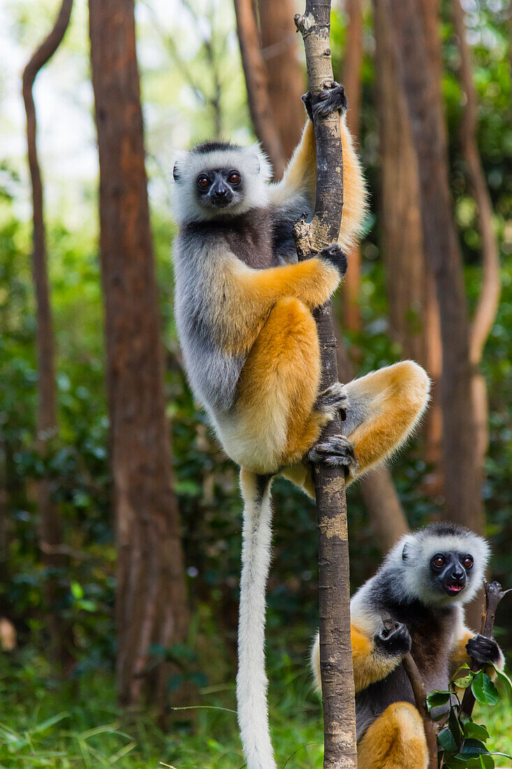 Madagaskar, Andasibe, Vakona Lodge, Lemureninsel. Diademsifakas (Propithecus diadema) in einem Baum.