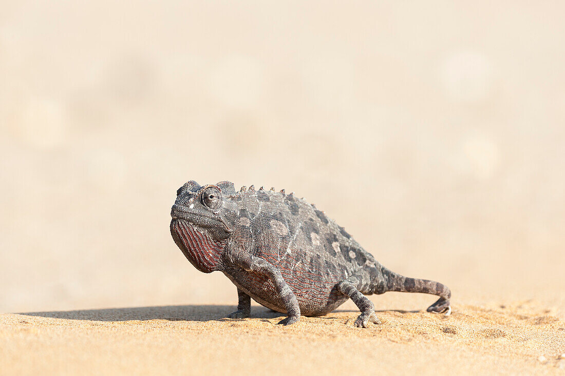 Afrika, Namibia, Swakopmund, Namaqua-Chamäleon, Chamaeleo Namaquensis. Namaqua-Chamäleon, das auf den Sand geht.