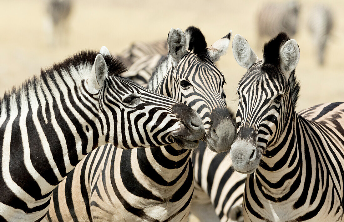 Afrika, Namibia, Etosha, Nationalpark. Drei Zebras Nase an Nase