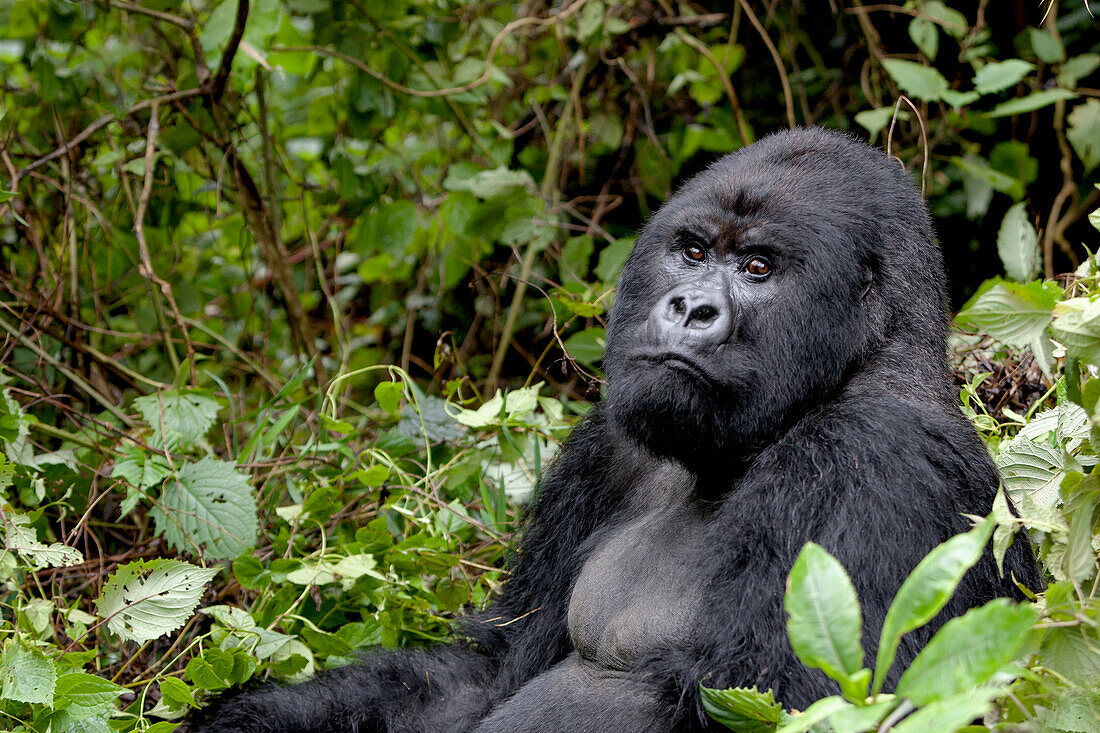 Afrika, Ruanda, Volcanoes National Park. Porträt eines Silberrücken-Berggorillas.
