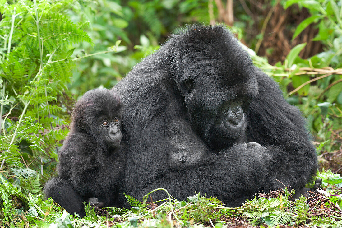 Africa, Rwanda, Volcanoes National Park. Female mountain gorilla with young by her side.