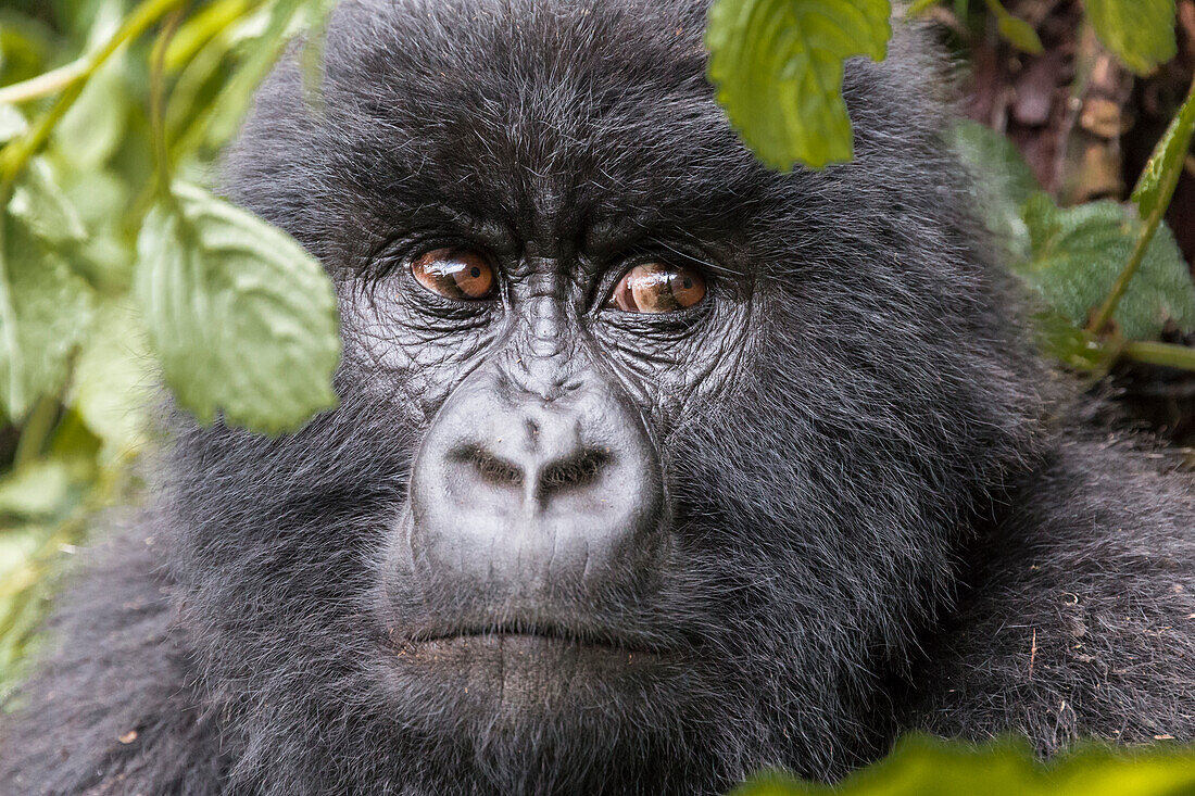 Africa, Rwanda, Musanze District, Volcanoes National Park, Ruhengeri, Kinigi. Gorilla, beringei beringei, Mountain gorilla.