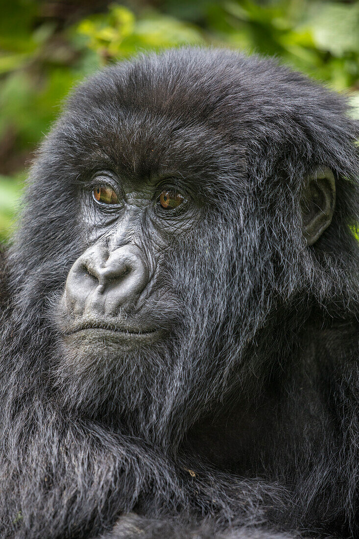 Africa, Rwanda, Volcanoes National Park, Portrait of Mountain Gorilla (Gorilla beringei beringei) resting in rainforest in Virunga Mountains