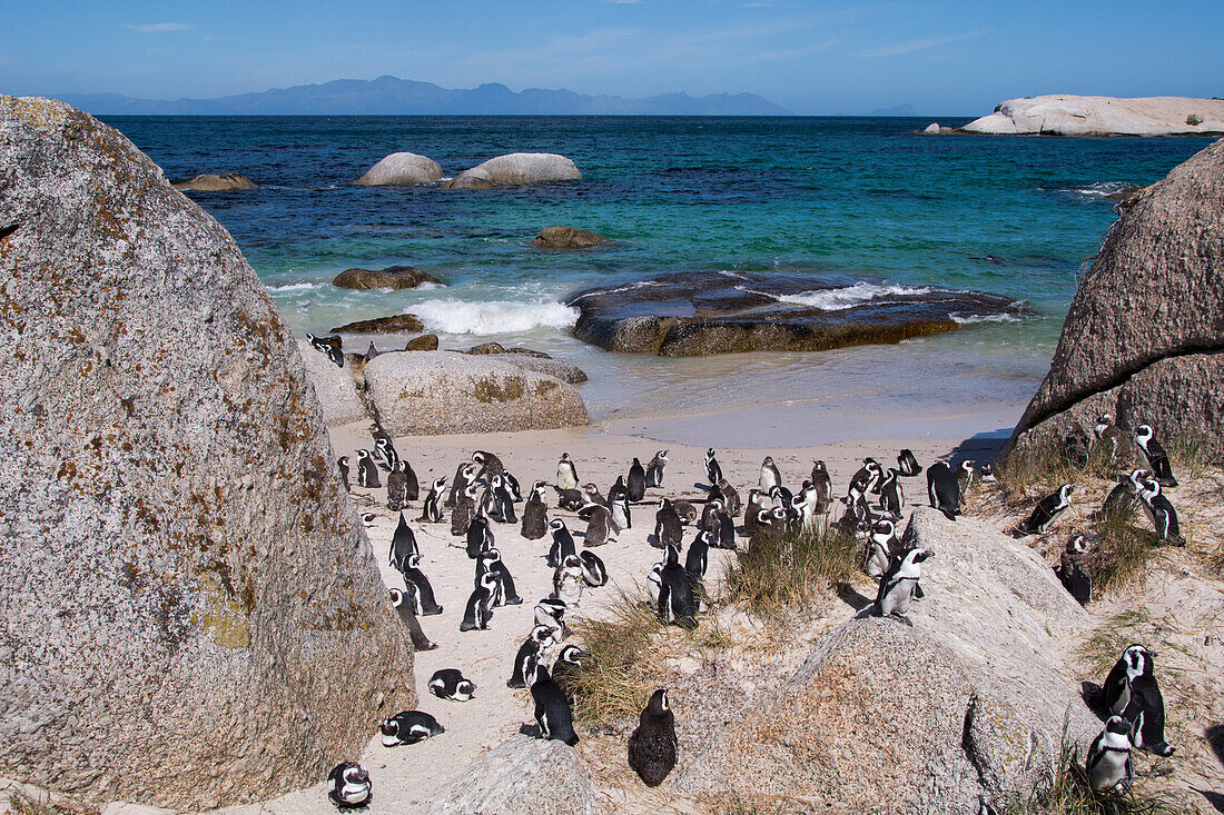 Südafrika, Kapstadt, Simons Town, Boulders Beach. Afrikanische Pinguinkolonie (Spheniscus Demersus).