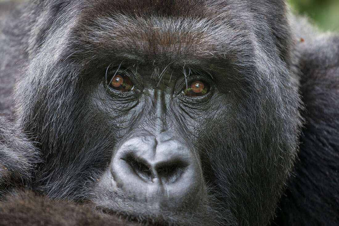 Africa, Rwanda, Volcanoes National Park, Portrait of Mountain Gorilla (Gorilla beringei beringei) resting rainforest in Virunga Mountains