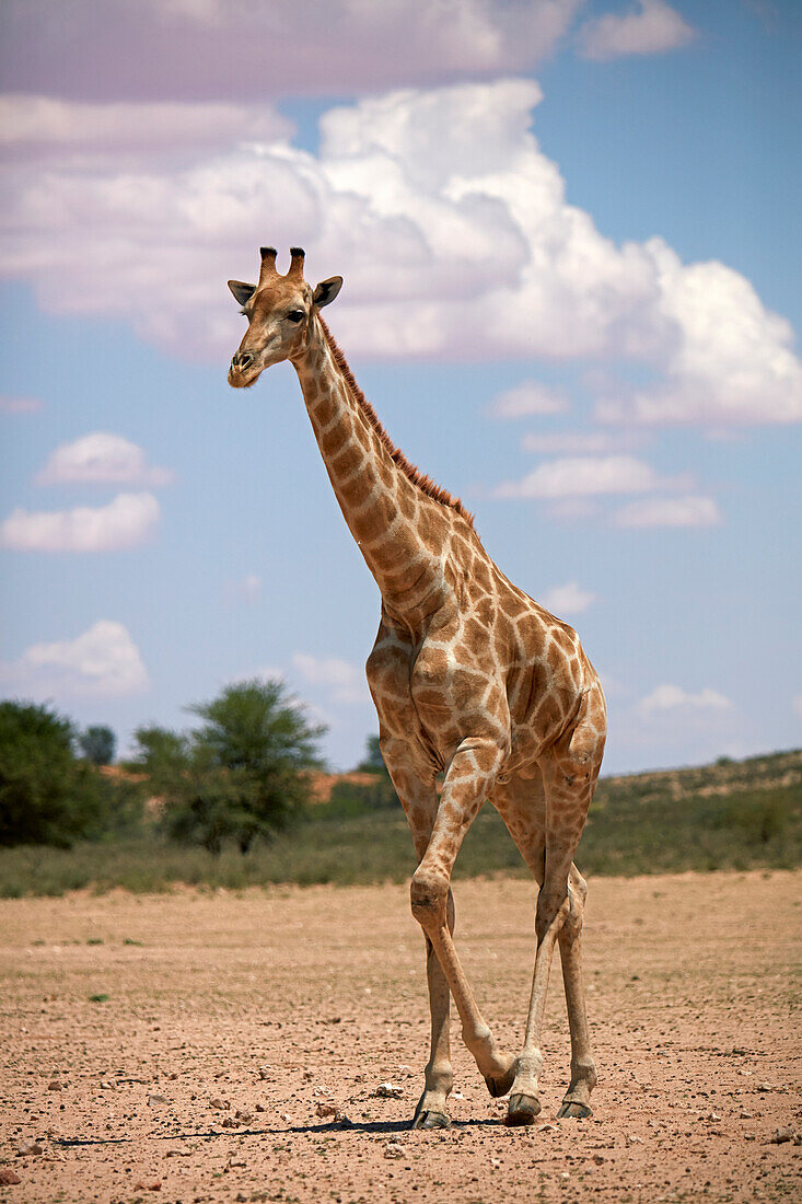 Giraffe (Giraffa Plancius Angolensis), Kgalagadi Transfrontier Park, Südafrika