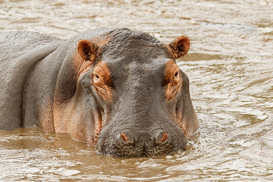 Nilpferd, Hippopotamus Amphibius, Serengeti Nationalpark, Tansania, Afrika
