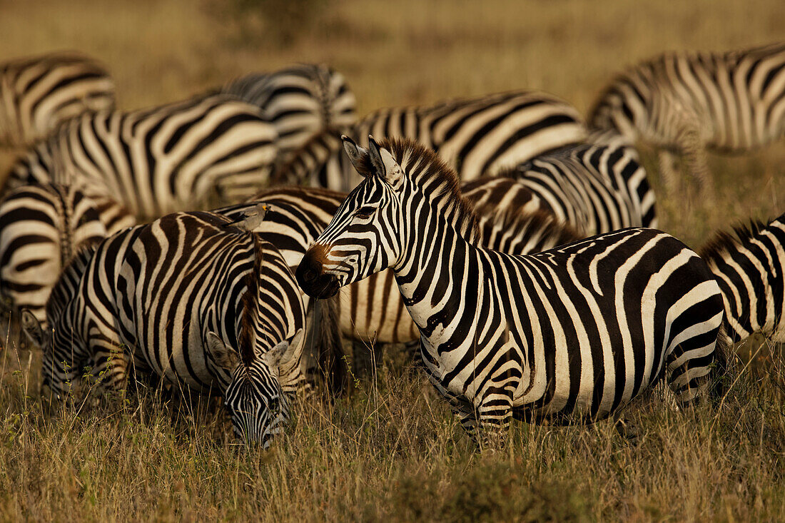 Burchell-Zebra, Equus burchellii, Serengeti Nationalpark, Tansania, Afrika