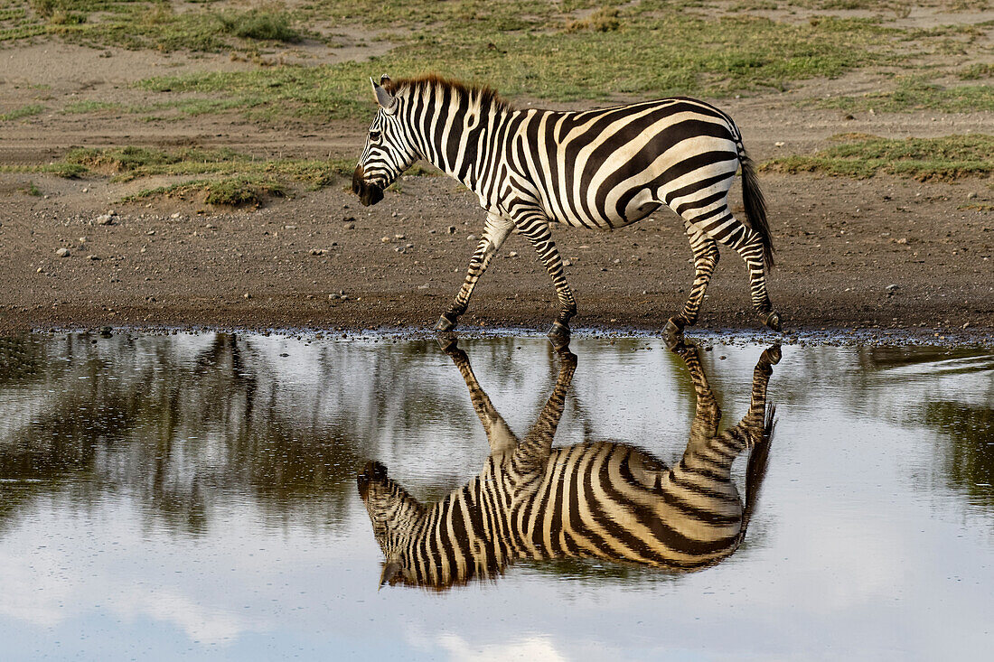 Burchell's Zebra and reflection, Equus burchellii, Serengeti National Park, Tanzania, Africa