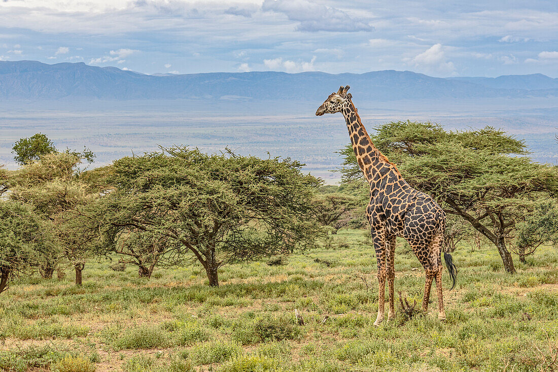 Masai Giraffe grasen auf Akazie, Ngorongoro Conservation Area, Tansania, Arica