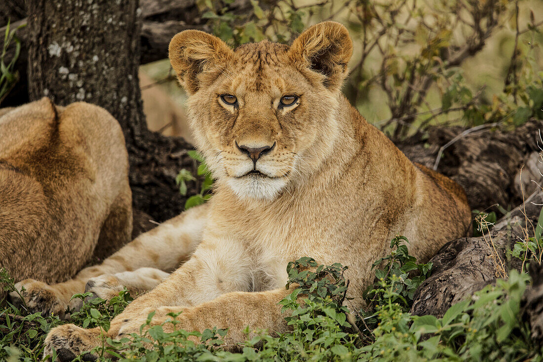 Sub erwachsener Löwe ruht im Schatten des Baumes mit dem Rest des Stolzes, Serengeti Nationalpark, Tansania, Afrika