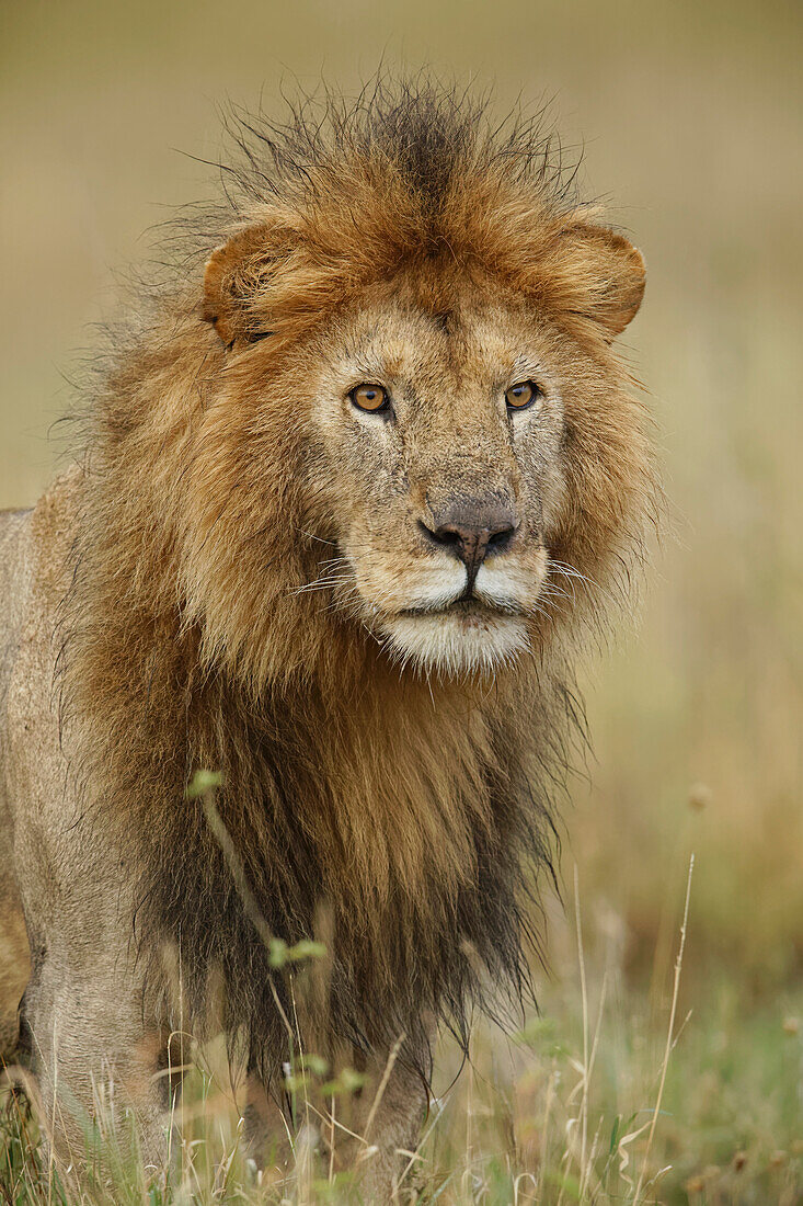 Erwachsener schwarzer Löwe, Panthera Leo, Serengeti Nationalpark, Tansania, Afrika
