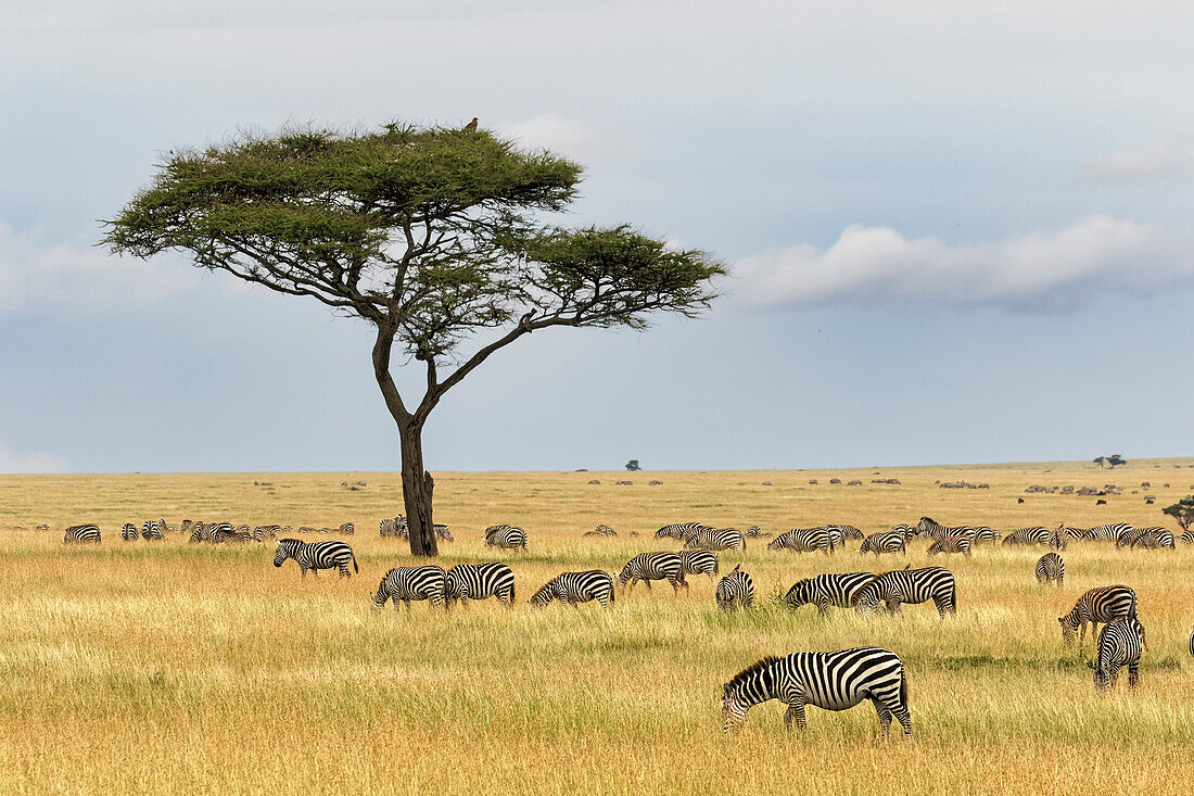 Burchell's Zebra, Equus quagga burchellii, Serengeti National Park, Tanzania, Africa