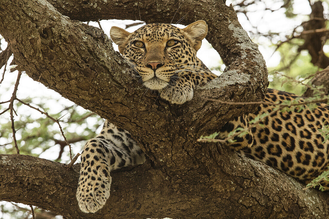 African leopard in tree, Panthera pardus pardus, Serengeti National Park, Tanzania, Africa