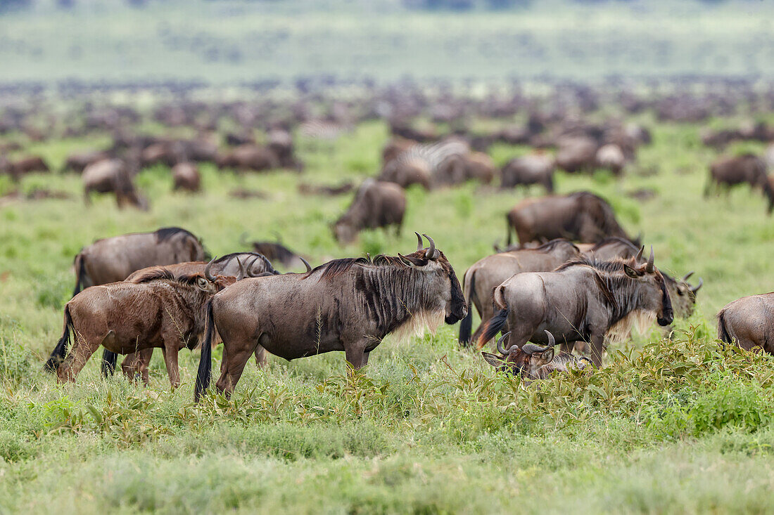 Gnuwanderung, Serengeti Nationalpark, Tansania, Afrika