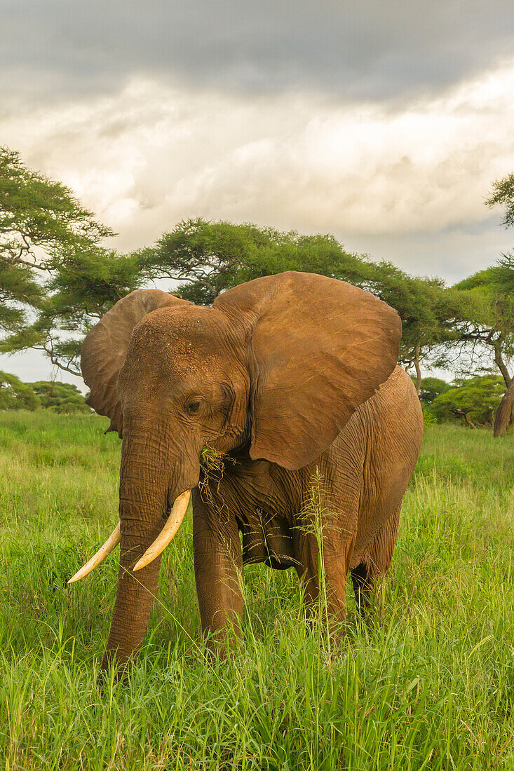 Africa, Tanzania, Tarangire National Park. African elephant close-up