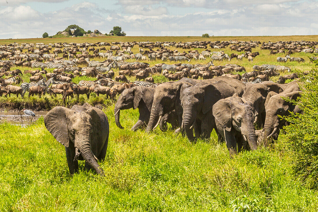 Afrika, Tansania, Serengeti-Nationalpark. Migration von Zebras und Gnus mit Elefantenherde