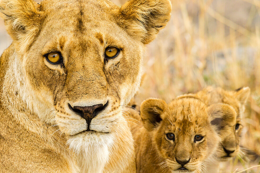 Afrika, Tansania, Serengeti-Nationalpark. Afrikanische Löwin und Jungen