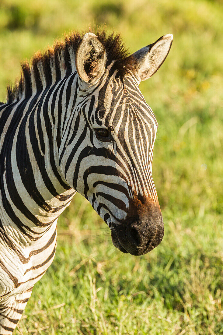 Africa, Tanzania, Ngorongoro Crater. Plains zebra head