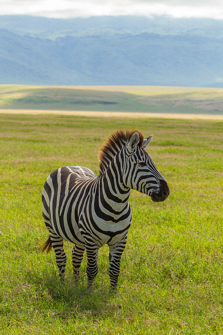 Africa, Tanzania, Ngorongoro Crater. Plains zebra in field