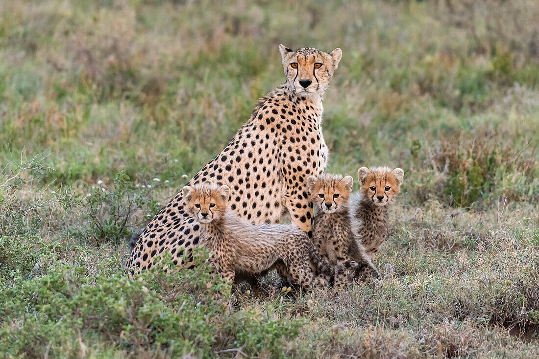 Afrika, Tansania, Serengeti-Nationalpark. Mutter Gepard und Junge