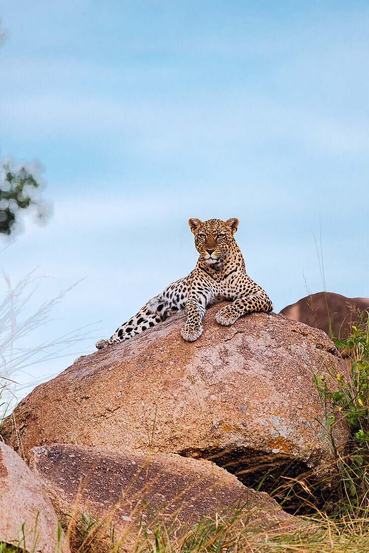 Afrika, Tansania, Serengeti-Nationalpark. Leopard ruht auf Felsbrocken