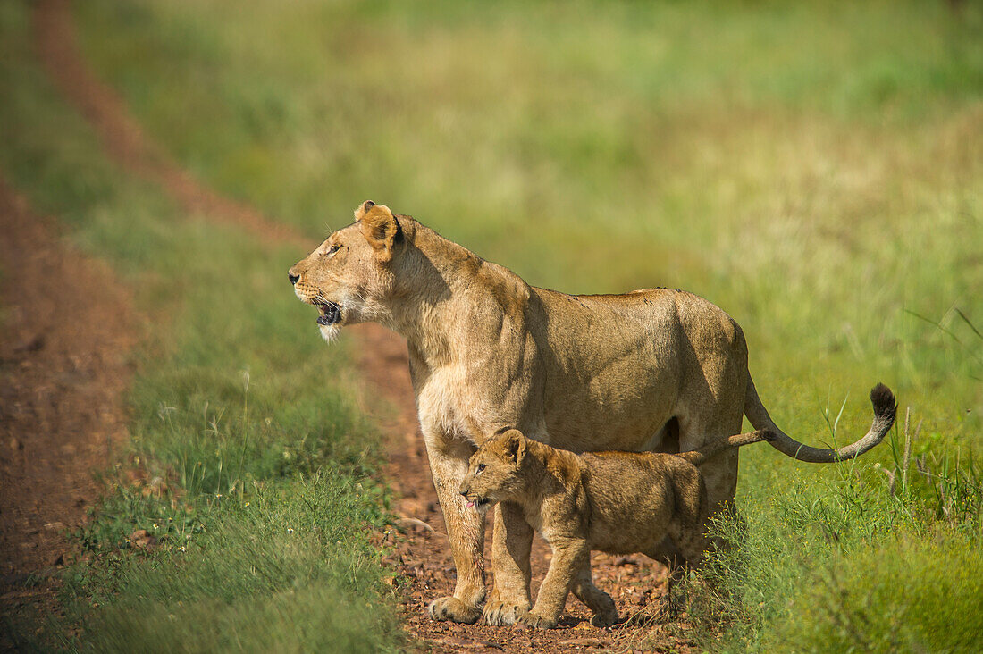 Afrika, Tansania, Löwin mit Jungtier