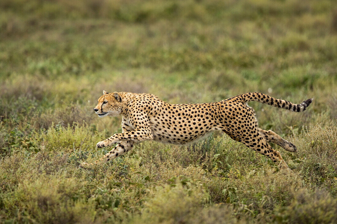 Tansania, Ngorongoro Conservation Area, erwachsener Gepard (Acinonyx jubatas) beginnt zu laufen, während er auf der Ndutu-Ebene Gnu-Kalb jagt