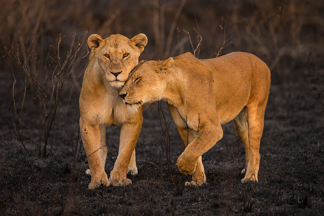 Afrika. Tansania. Afrikanische Löwen (Panthera Leo) patrouillieren in einem kürzlich abgebrannten Waldbrandgebiet im Serengeti-Nationalpark.