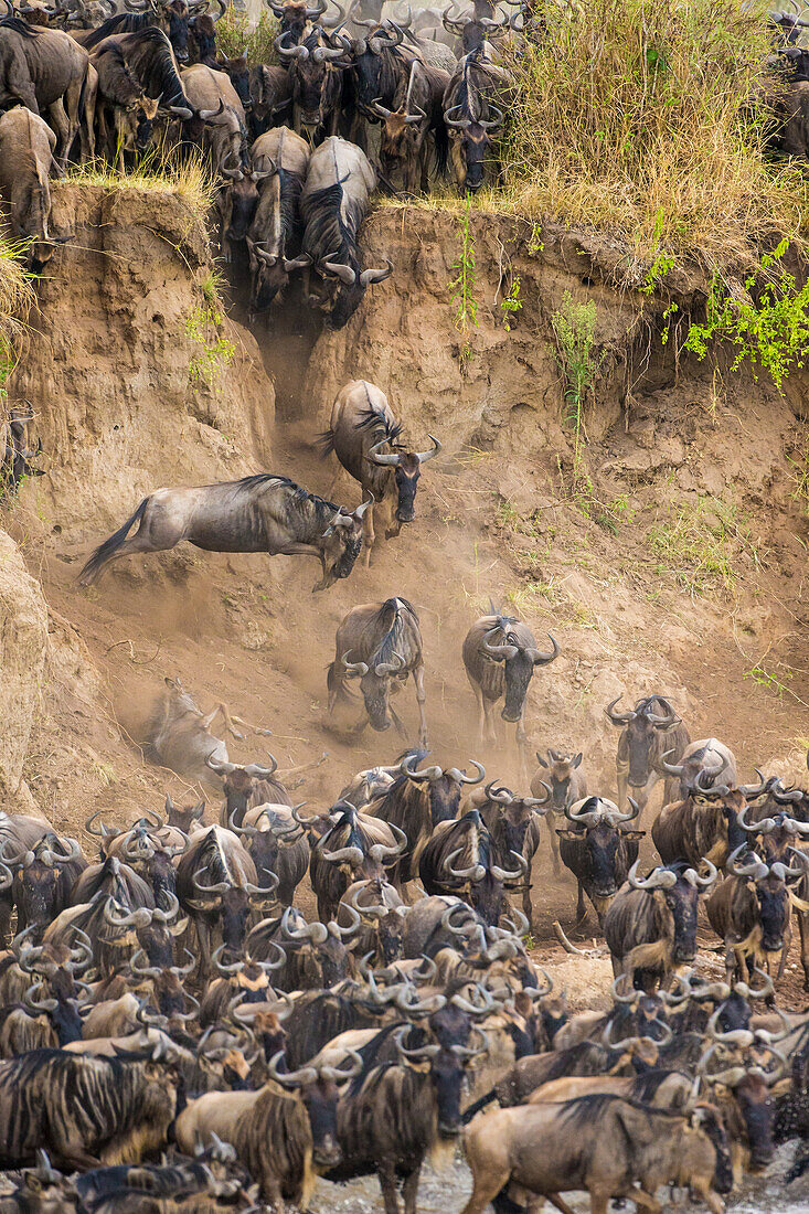 Afrika. Tansania. Gnuherde, die während der jährlichen großen Migration den Mara-Fluss überquert, Serengeti-Nationalpark.