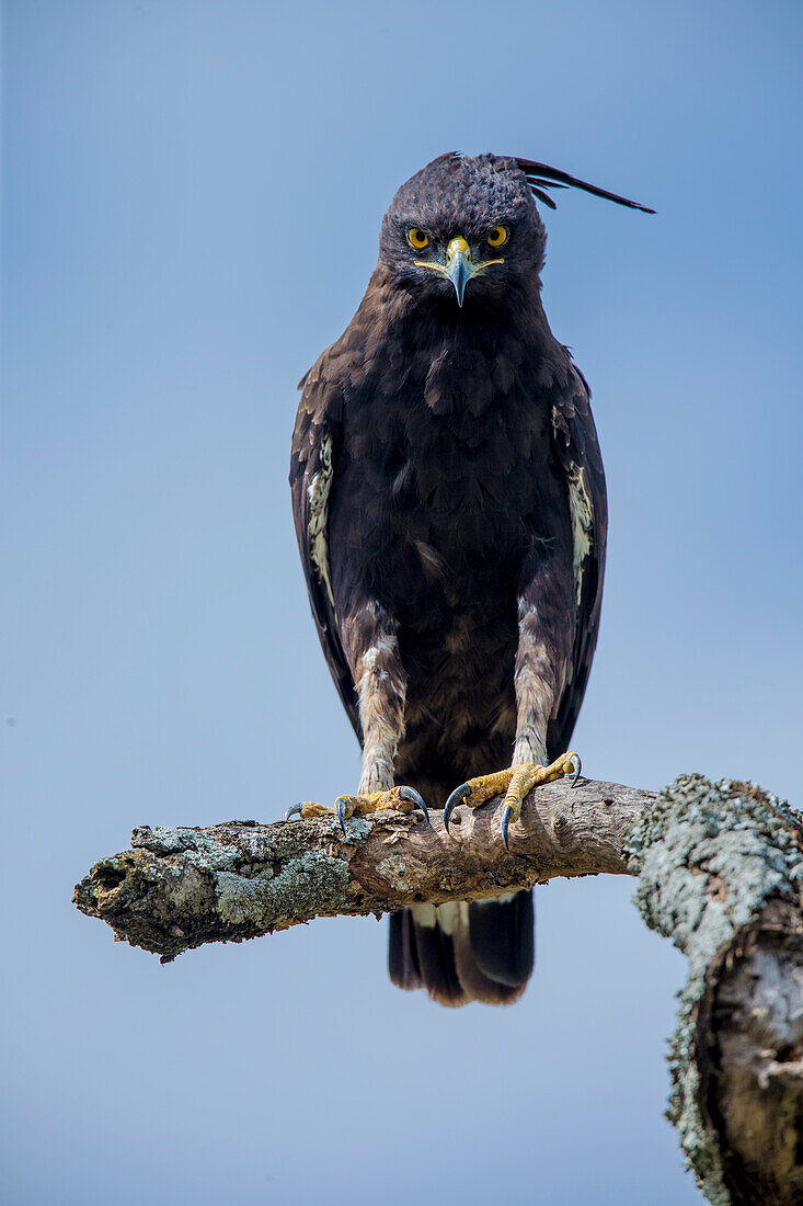 Africa. Tanzania. Long-crested eagle (Lophaetus occipitalis), Serengeti National Park.