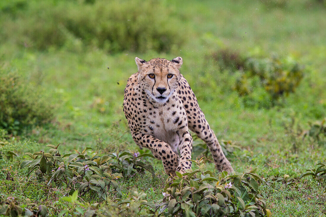 Afrika. Tansania. Gepard (Acinonyx Jubatus) Jagd auf den Ebenen der Serengeti, Serengeti-Nationalpark.