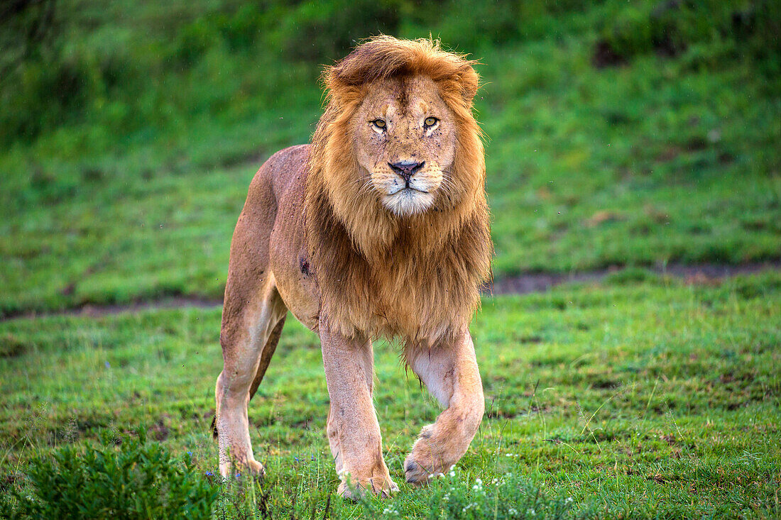 Africa. Tanzania. Male African lion (Panthera Leo) at Ndutu, Serengeti National Park.