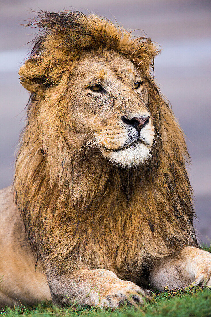 Afrika. Tansania. Männlicher afrikanischer Löwe (Panthera Leo) bei Ndutu, Serengeti-Nationalpark.