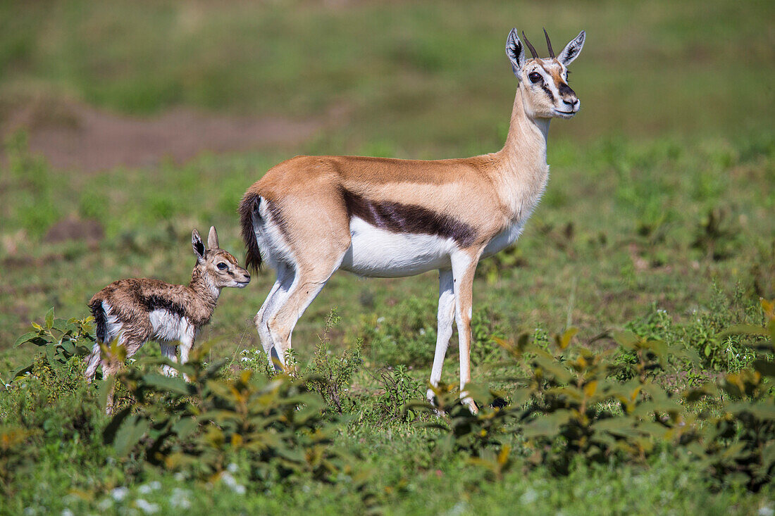Afrika. Tansania. Thomson-Gazelle (Eudorcas thomsonii) nach der Geburt, Serengeti-Nationalpark.