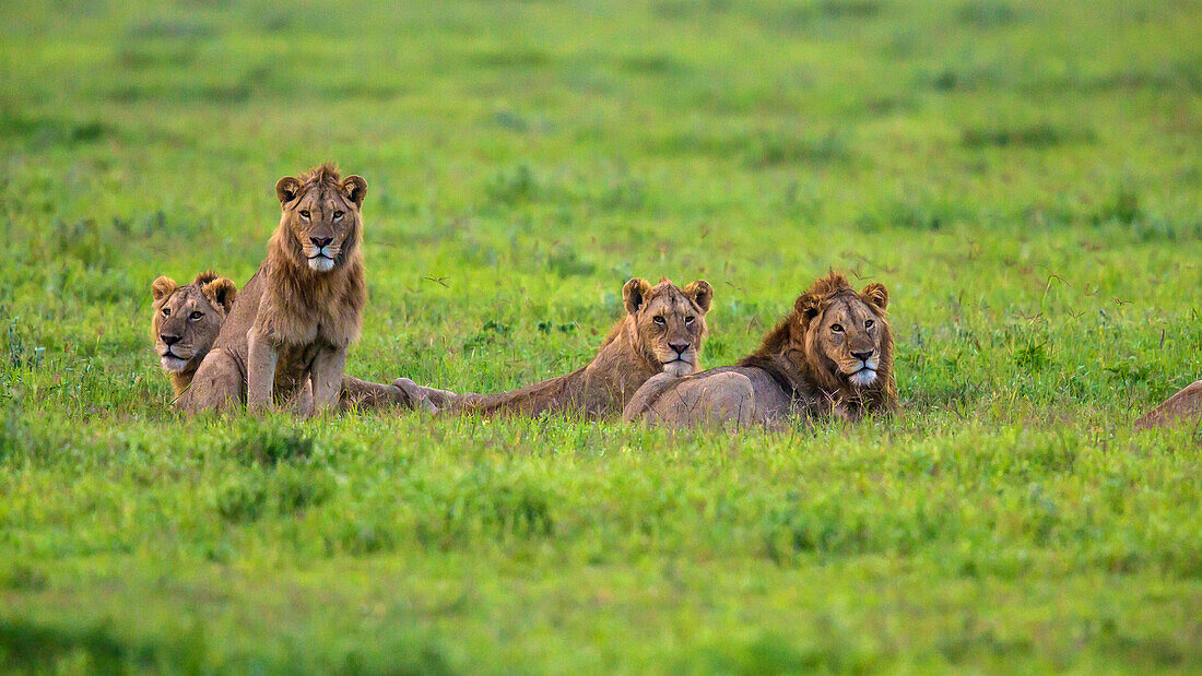 Afrika. Tansania. Afrikanischer Löwe (Panthera Leo) am Ngorongoro-Krater im Ngorongoro Conservation Area.