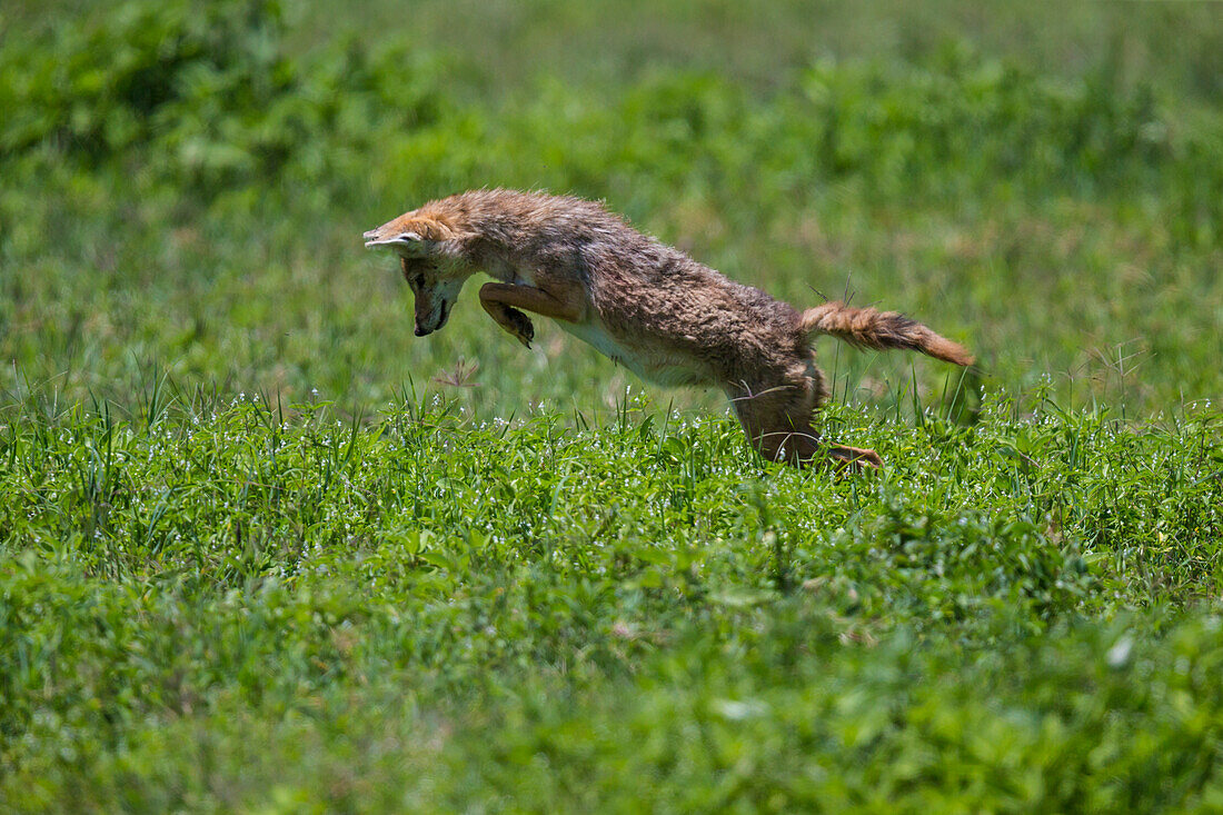 Africa. Tanzania. Golden jackal (Canis aureus) hunting, Serengeti National Park.