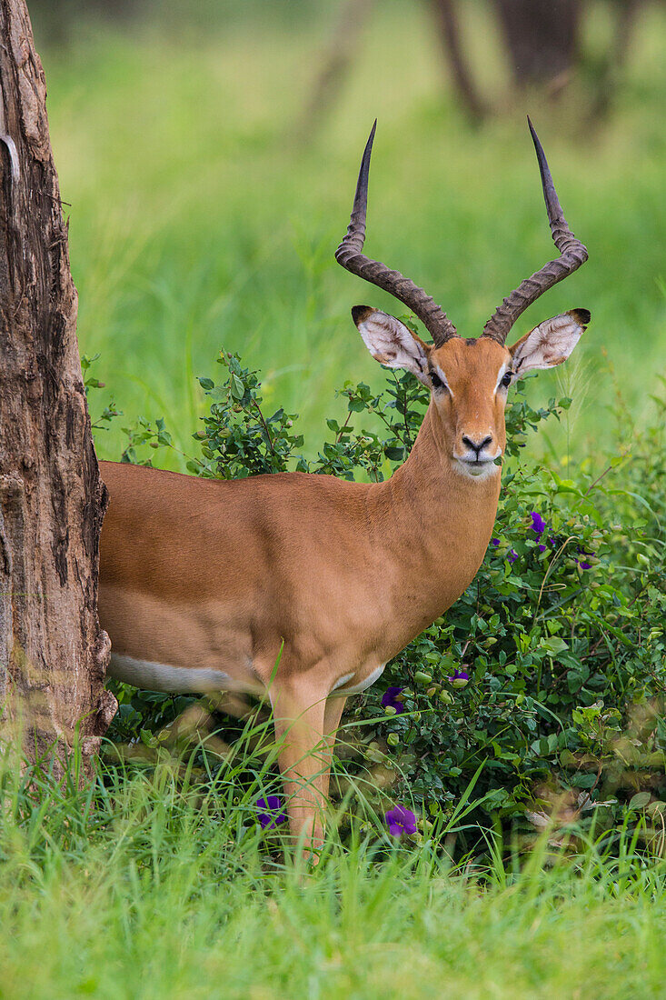 Afrika. Tansania. Männlicher Impala (Aepyceros Melampus), Serengeti-Nationalpark.