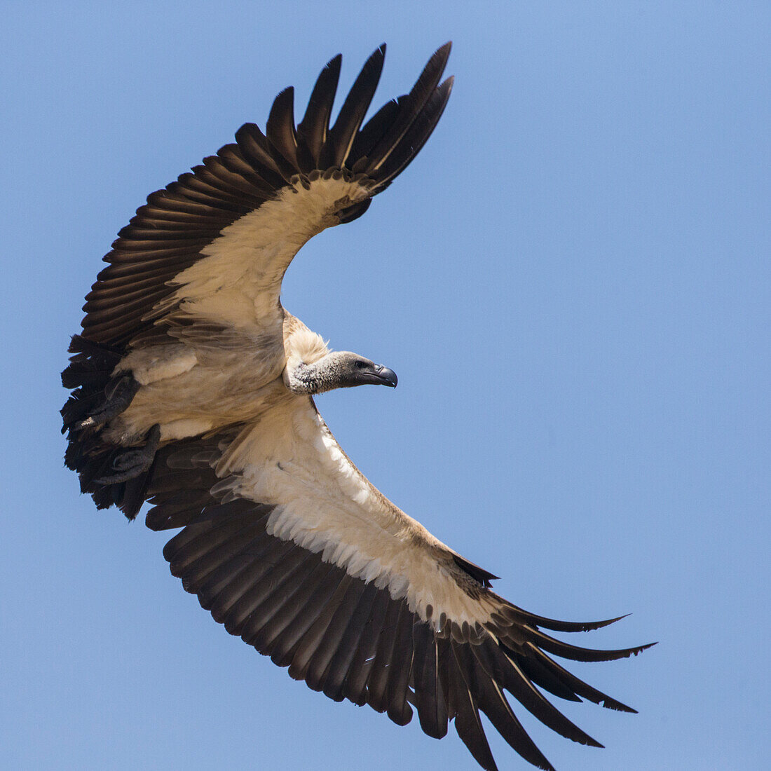 Africa. Tanzania. White-backed vulture (Gyps africanus) in Serengeti National Park.