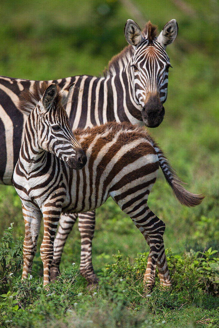 Afrika. Tansania. Weibliches Zebra (Equus Quagga) mit Fohlen, Serengeti-Nationalpark.