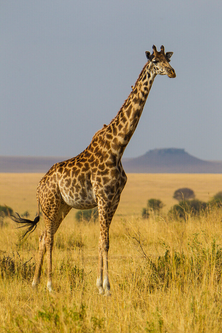 Africa. Tanzania. Masai giraffes (Giraffa tippelskirchi) at Serengeti National Park.