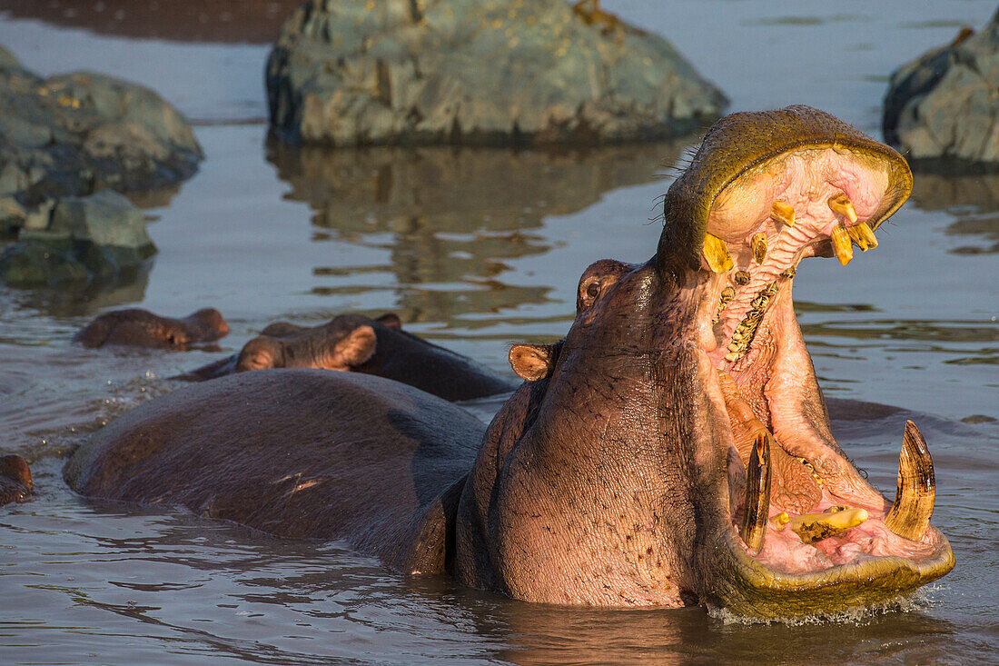 Afrika. Tansania. Nilpferd (Hippopotamus Amphibius), Serengeti-Nationalpark.