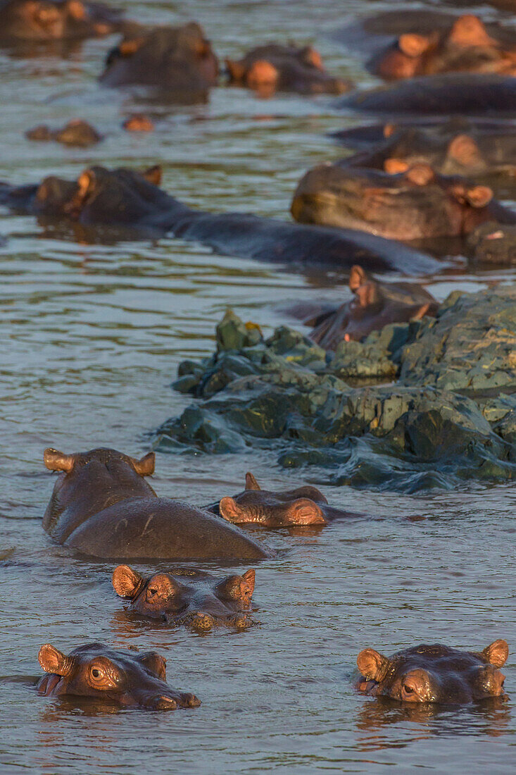 Africa. Tanzania. Hippopotamus (Hippopotamus amphibius), Serengeti National Park.
