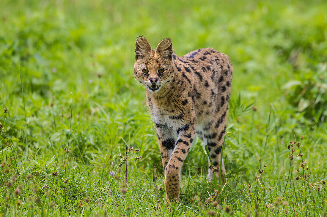Afrika. Tansania. Serval-Katze (Leptailurus serval) Jagd, Serengeti-Nationalpark.