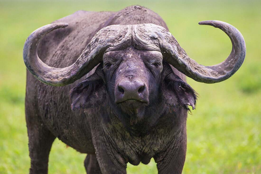 Afrika. Tansania. Afrikanischer Büffel, Kaffernbüffel (Syncerus Caffer), Serengeti Nationalpark.